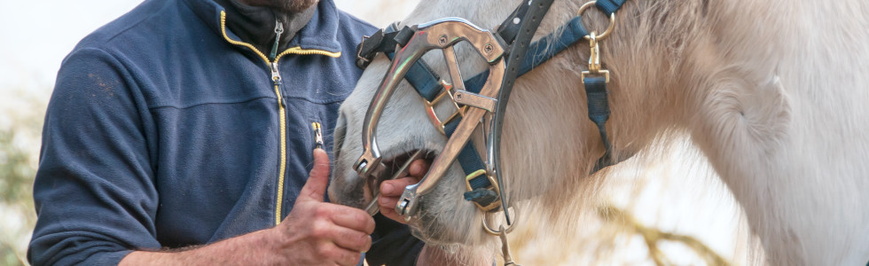 Ein Pferd wird von einem Tierarzt mit einem Maulgatter für Pferde behandelt