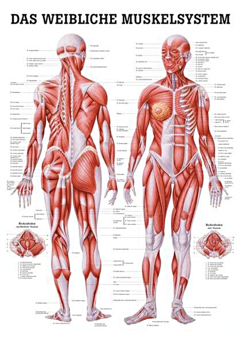 anat. Poster: Weibliche Muskeln 50 x 70 cm, laminiert