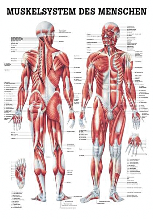 anat. Lehrtafel: Männliches Muskelsystem 70 x 100 cm, laminiert