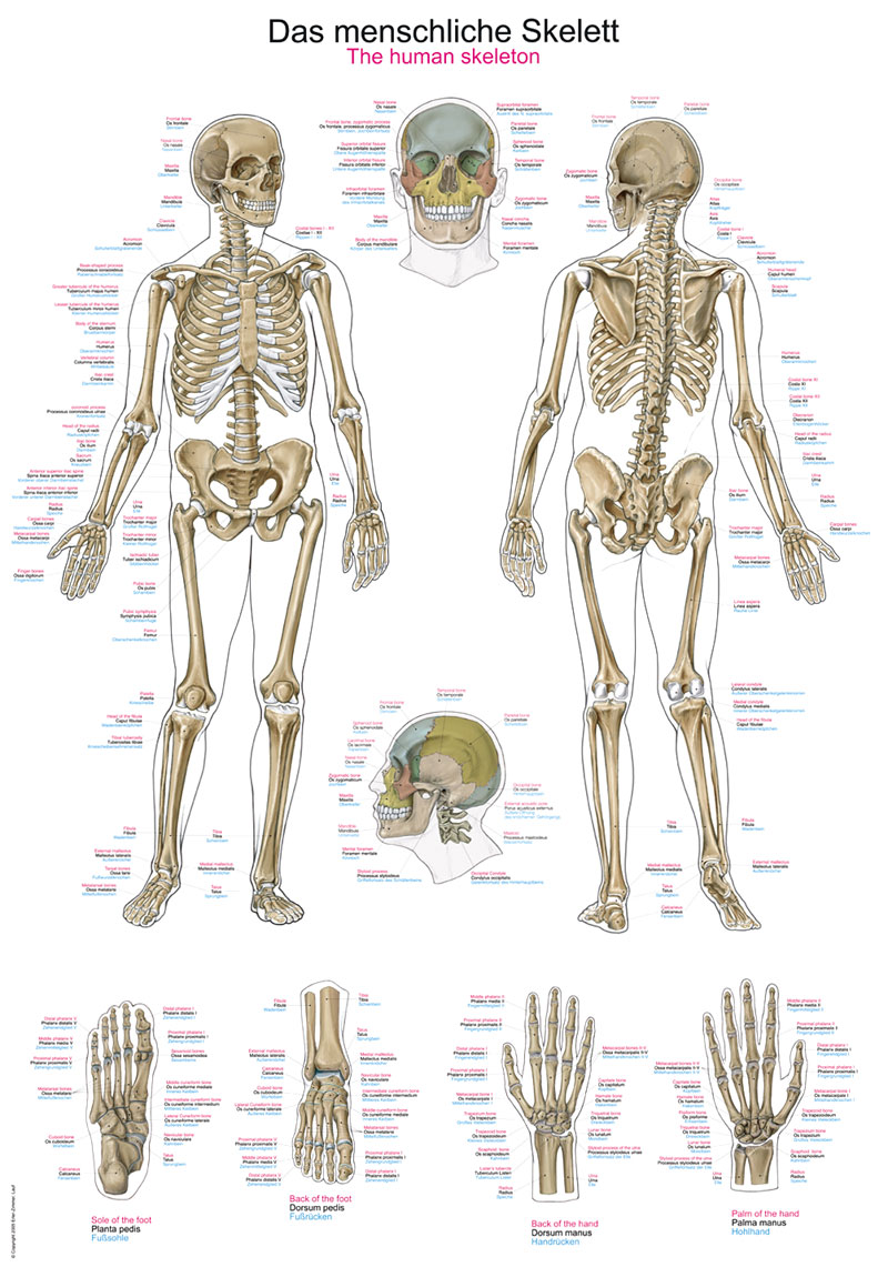 Lehrtafel Das menschliche Skelett 70x100cm